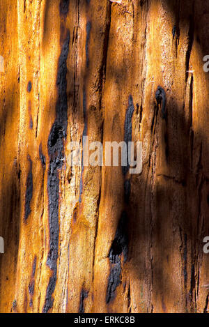 Bark, Coast Redwood (Sequoia sempervirens), Sequoia National Park, California, USA Stock Photo