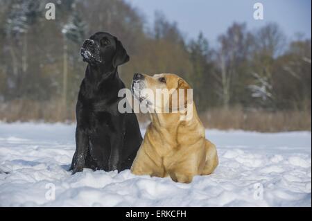 2 Labrador Retrievers Stock Photo