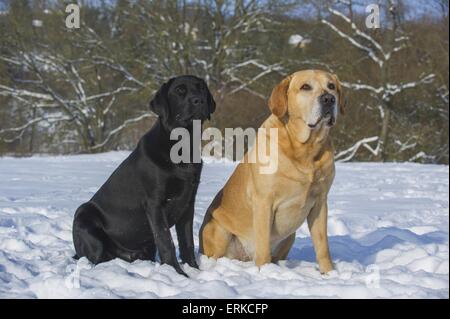 2 Labrador Retrievers Stock Photo