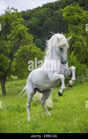 rising Lipizzaner Stock Photo