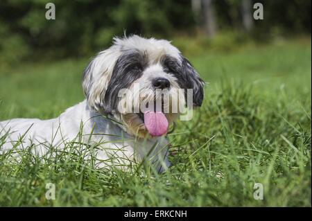 Lhasa Apso Portrait Stock Photo