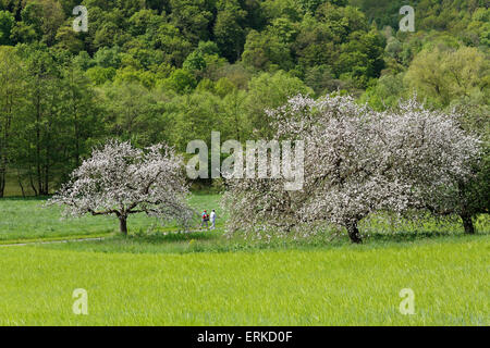 Blossoming apple trees, Triefenstein, Spessart, Mainfranken, Lower Franconia, Franconia, Bavaria, Germany Stock Photo