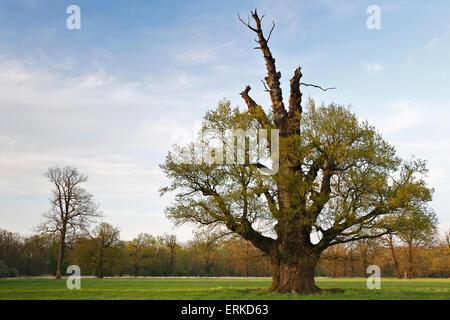 Oak tree, 650 years old, in spring, Middle Elbe Biosphere Reserve, Saxony-Anhalt, Germany Stock Photo