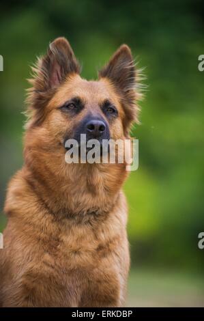 Harz Fox Portrait Stock Photo