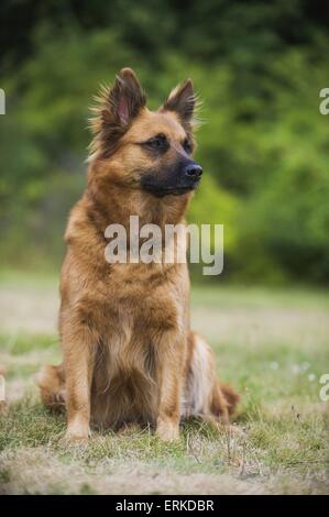 sitting Harz Fox Stock Photo