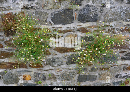 Spanish Daisy (Erigeron karvinskianus), Saint Quay-Portrieux, Côtes d'Armor, Brittany, France Stock Photo