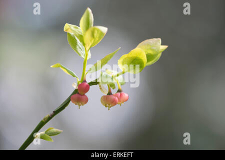 Blueberry flower (Vaccinium myrtillus), Emsland, Lower Saxony, Germany Stock Photo