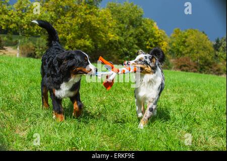 playing dogs Stock Photo