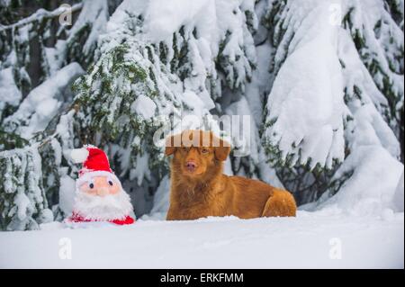 Nova Scotia Duck Tolling Retriever in the snow Stock Photo