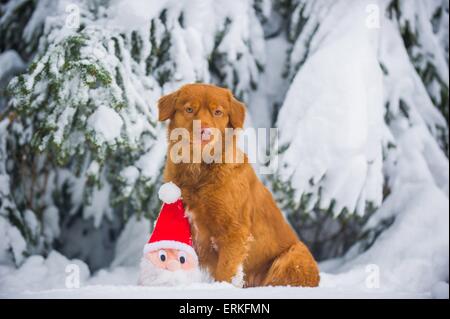 Nova Scotia Duck Tolling Retriever in the snow Stock Photo