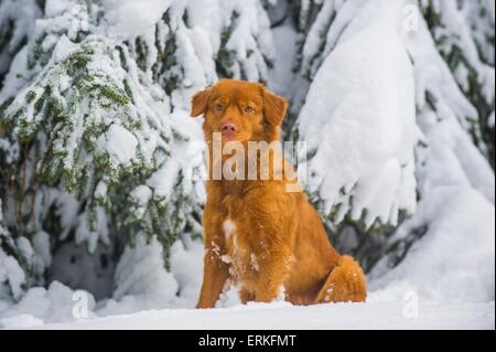 Nova Scotia Duck Tolling Retriever in the snow Stock Photo