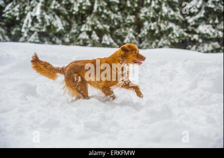 Nova Scotia Duck Tolling Retriever in the snow Stock Photo