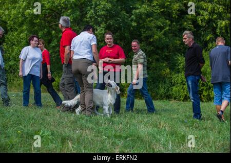 Golden Retriever at character testing Stock Photo