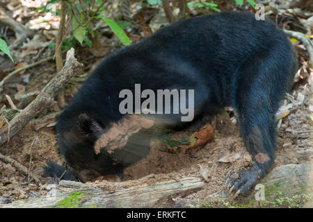 Bornean Sun Bear, Helarctos malayanus, digging for grubs at the Bornean Sun Bear Conservation Centre, BSBCC, in Sepilok, Sabah, Stock Photo