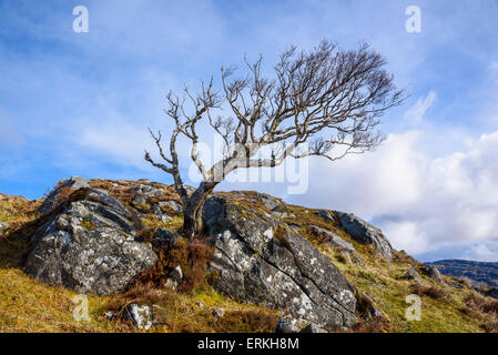 Windblown tree, Ardnamurchan Peninsula, Lochaber, Highlands, Scotland Stock Photo