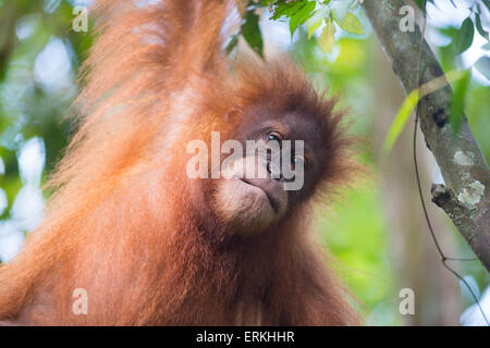 Young Sumatran orangutan, Pongo abelii, in tree in Gunung Leuser National Park, northern Sumatra, Indonesia. Stock Photo