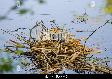 Coot on nest in middle of water Stock Photo