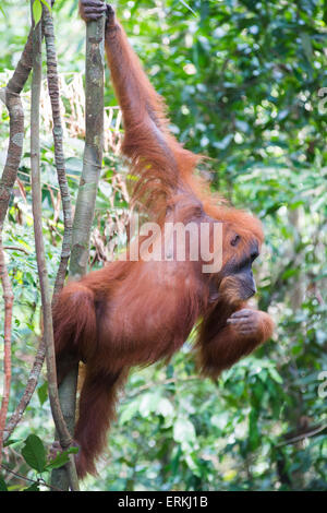 Sumatran orangutan, Pongo abelii, in tree in Gunung Leuser National Park, northern Sumatra, Indonesia. Stock Photo