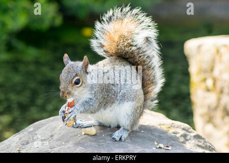 Squirrel On A Rock Stock Photo