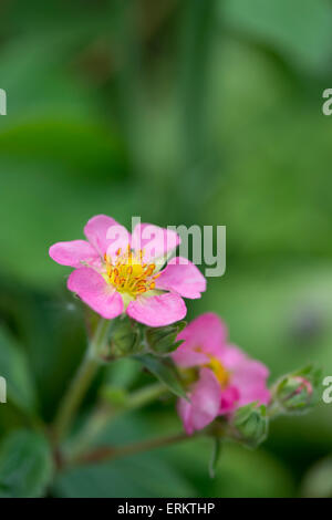 Fragaria × Potentilla hybrid. Pink Strawberry flowers Stock Photo - Alamy