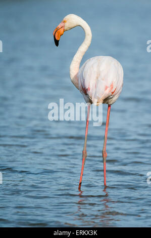 Greater flamingo (Phoenicopterus roseus), Camargue, Provence-Alpes-Cote d'Azur, France, Europe Stock Photo