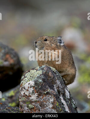American Pika (Ochotona princeps), Uncompahgre National Forest, Colorado, United States of America, North America Stock Photo
