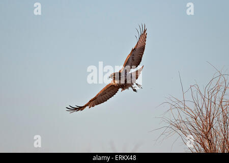 Juvenile red-tailed hawk (Buteo jamaicensis) in flight, Bosque del Apache National Wildlife Refuge, New Mexico, USA Stock Photo