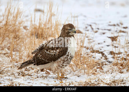 Red-tailed hawk (Buteo jamaicensis), juvenile, Bosque del Apache National Wildlife Refuge, New Mexico, United States of America Stock Photo