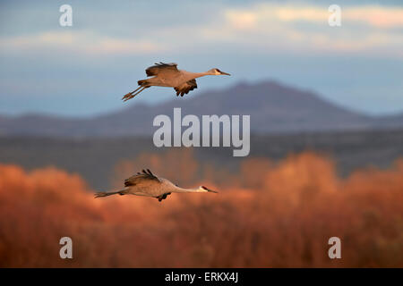 Two sandhill crane (Grus canadensis) in flight, Bosque del Apache National Wildlife Refuge, New Mexico, United States of America Stock Photo
