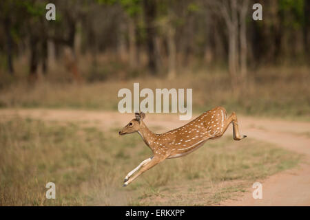 A female spotted deer (chital) jumping across a vehicle track in the Magadhi zone of Bandhavgarh National Park, India. Stock Photo