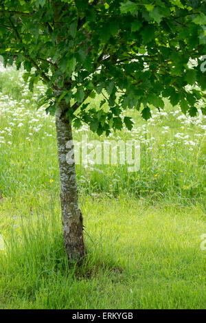 Sorbus torminalis. Wild service tree in a country garden in spring. UK Stock Photo