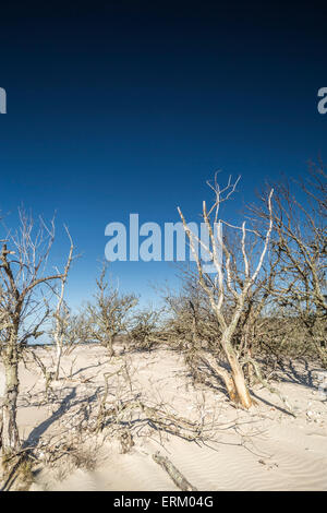 Stunted dead trees on Culbin beach on the Moray Firth in Scotland. Stock Photo