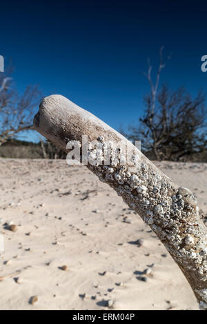 Shells on Driftwood at Culbin Beach on the Moray Firth in Scotland. Stock Photo