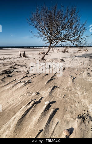 Tree on beach at Culbin on the Moray Firth in Scotland. Stock Photo