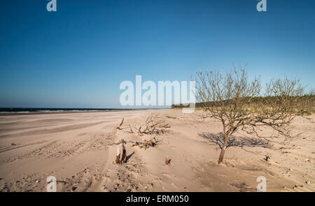 Tree on beach at Culbin on the Moray Firth in Scotland. Stock Photo