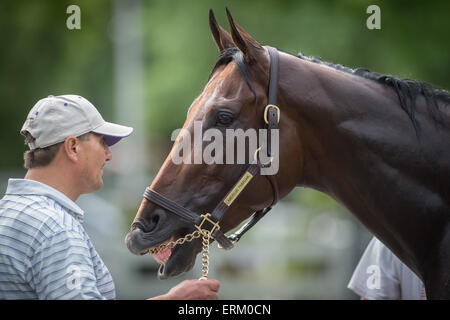 Elmont, New York, USA. 3rd June, 2015. Belmont Stakes and Triple Crown hopeful American Pharoah, trained by Bob Baffert at Belmont Park. © Bryan Smith/ZUMA Wire/Alamy Live News Stock Photo