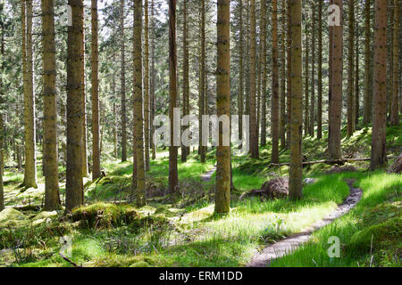 Stand of Sitka Spruce, Picea sitchensis, in Kielder Forest, Northumberland Stock Photo