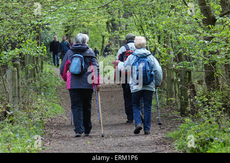 Ramblers with walking poles on woodland walk Stock Photo