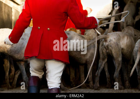 A foxhounds pack in a trailer ready for the hunt, with a huntsman in charge. Stock Photo