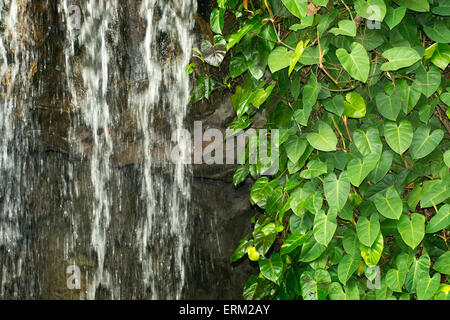 green creeper plant with water cascade on the rocky wall Stock Photo