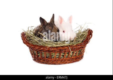 white and grey baby rabbits in a basket isolated Stock Photo