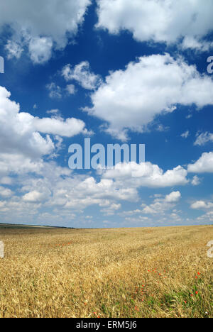 Wheaten field and dark sky Stock Photo - Alamy