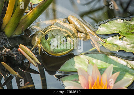 American Bullfrog, Lithobates catesbeianus or Rana catesbeiana, in a lily pond in New York State, USA Stock Photo