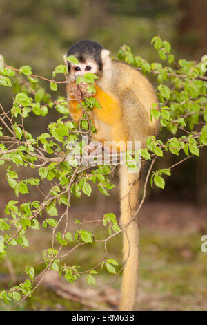 Bolivian (Black-capped) squirrel monkey in tree feeding and peering through leaves (Saimiri boliviensis)