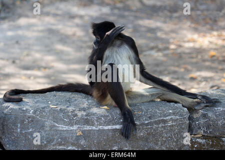 Geoffroy's spider monkey (Ateles geoffroyi), aka Black-handed Spider Monkey with hand over ear in the Yucatan peninsula, Mexico Stock Photo