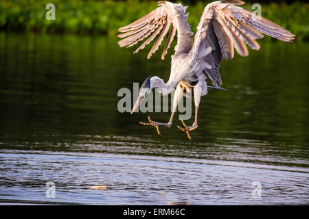 Cocoi Heron or White-necked Heron, Ardea cocoi, descending to catch a fish in a river in the Pantanal, Mato Grosso, Brazil Stock Photo