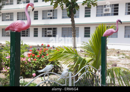 Pair of white terns (Gygis alba rothschildi) and pair of plastic pink flamingos on gate in front of Charlie Barracks on Midway Atoll Stock Photo