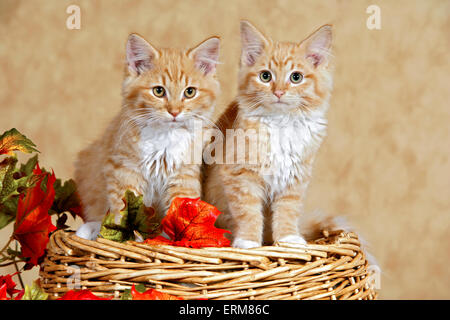 Two Kitten ginger tabby sitting together on basket Stock Photo