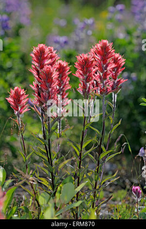 Wildflowers, Cluster of Giant Red Paintbrush in meadow Stock Photo