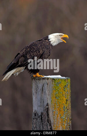 Mature Bald Eagle perched on tree stump, calling Stock Photo